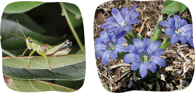 茶草場農法がもたらす生物多様性